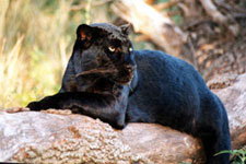 Blackpanther - 61.jpg